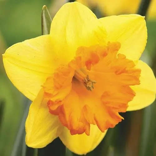 Daffodil Congress